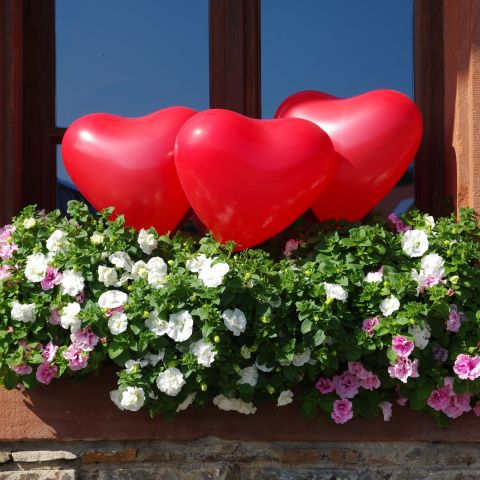 Herzballons im Blumenkasten dekoriert. Einfach mit Drahthalter in die Erde gesteckt.