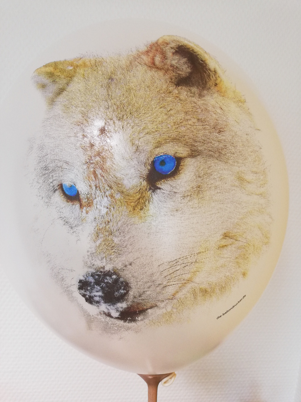 Wolf mit blauen Augen im CMYK